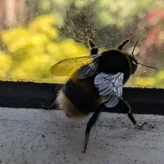 A lot of these very large queen bumble bees around at the moment & most of them seem to want to set up home in my workshop.

#neilcollumbell #bumblebees #queenbee #queenbumblebee